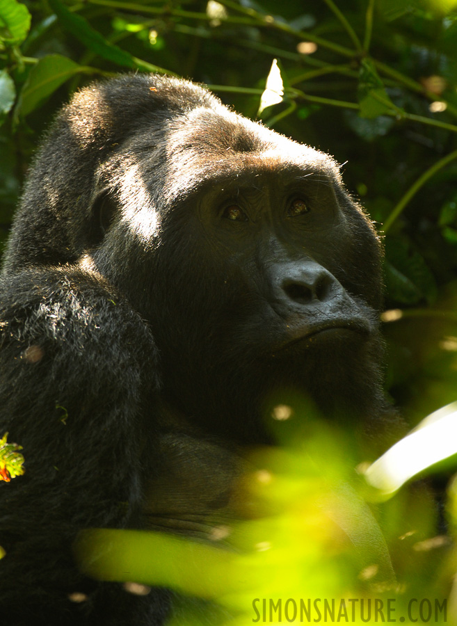 Gorilla beringei beringei [400 mm, 1/100 sec at f / 5.6, ISO 1600]